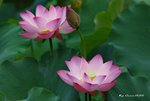 DSC_1075_adjusted