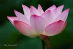 DSC_1083_adjusted