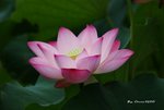 DSC_1087_adjusted