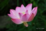DSC_1091_adjusted