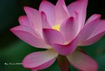 DSC_1103_adjusted