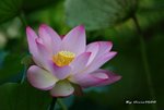DSC_1112_adjusted