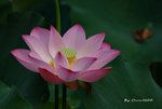 DSC_1119_adjusted