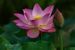 DSC_1123_adjusted