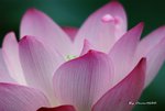 DSC_1129_adjusted