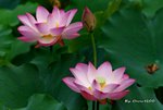 DSC_1136_adjusted