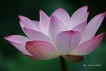 DSC_1147_adjusted