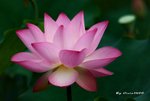 DSC_1156_adjusted