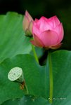 DSC_1163_adjusted