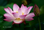 DSC_1166_adjusted