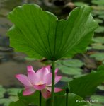 DSC_1177_adjusted