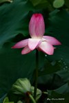 _DSC1174_adjusted