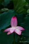 _DSC1177_adjusted