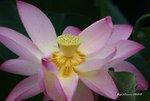 _DSC1179_adjusted