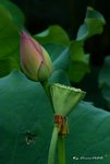 _DSC1183_adjusted