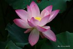 _DSC1189_adjusted