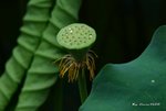 _DSC1190_adjusted
