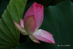 _DSC1194_adjusted
