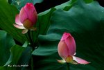 _DSC1201_adjusted