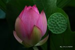 _DSC1204_adjusted