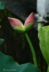 _DSC1208_adjusted