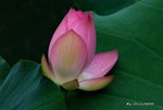 _DSC1211_adjusted