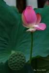 _DSC1213_adjusted