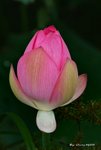_DSC1216_adjusted