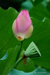 _DSC1228_adjusted