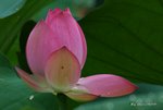 _DSC1233_adjusted