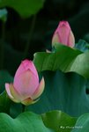 _DSC1241_adjusted