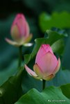 _DSC1246_adjusted