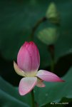 _DSC1253_adjusted