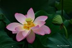 _DSC1256_adjusted