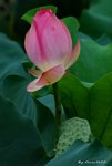 _DSC1260_adjusted