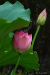 _DSC1270_adjusted