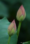 _DSC1273_adjusted