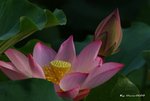 _DSC1089_adjusted