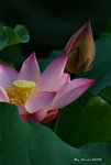 _DSC1091_adjusted
