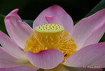 _DSC1098_adjusted