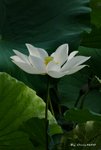 _DSC1113_adjusted