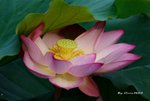 _DSC1117_adjusted