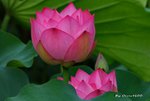 _DSC1118_adjusted