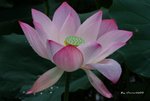 _DSC1125_adjusted