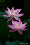 _DSC1136_adjusted