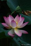 _DSC1142_adjusted