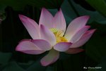 _DSC1144_adjusted