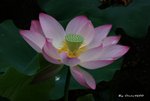 _DSC1146_adjusted