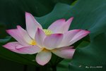 _DSC1150_adjusted