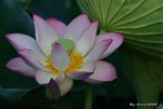 _DSC1572_adjusted